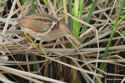 Least Bittern female, South Padre Island, TX, 4-21-21_15147a.jpg