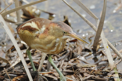 Least Bittern female, South Padre Island, TX, 4-22-21_16123a.jpg