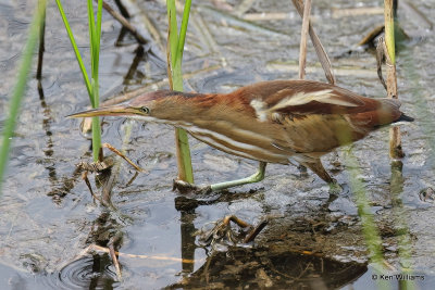 Least Bittern female, South Padre Island, TX, 4-22-21_16141a.jpg