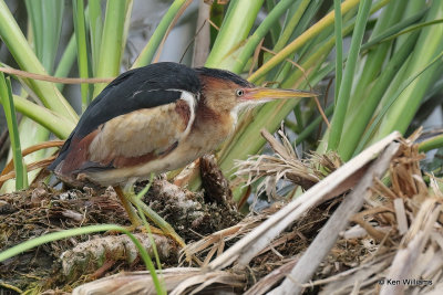 Least Bittern male, South Padre Island, TX, 4-19-2112822a.jpg