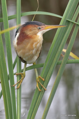 Least Bittern male, South Padre Island, TX, 4-19-21_12819a.jpg