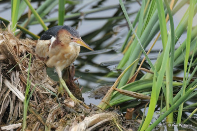 Least Bittern male, South Padre Island, TX, 4-19-21_12833a.jpg