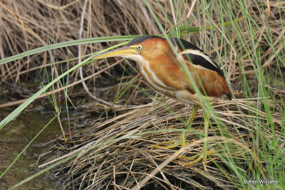 Least Bittern male, South Padre Island, TX, 4-23-21_17625a.jpg