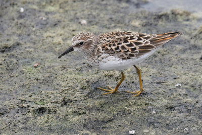 Least Sandpiper breeding plumage, Port Aransas, TX, 4-27-21_19526a.jpg