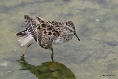 Least Sandpiper breeding plumage, Port Aransas, TX, 4-27-21_19602a.jpg