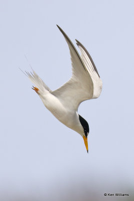 Least Tern, Bolivar Flats, TX, 4-29-21_21408a.jpg