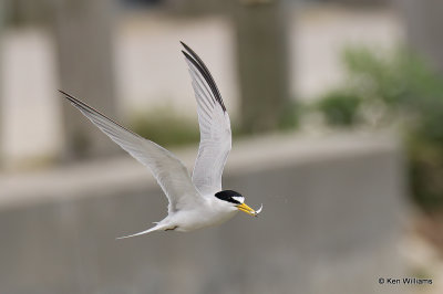 Least Tern, Bolivar Flats, TX, 4-29-21_21427a.jpg