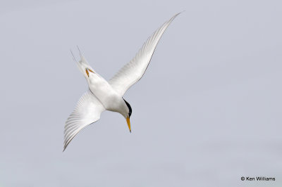 Least Tern, Bolivar Flats, TX, 4-29-21_21491a.jpg