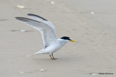 Least Tern, South Padre Island, TX, 4-22-21_16503a.jpg