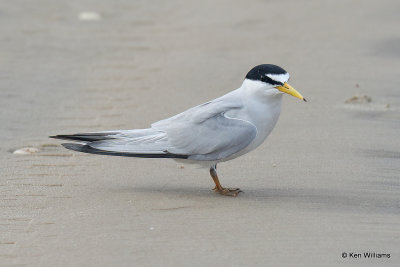 Least Tern, South Padre Island, TX, 4-22-21_16567a.jpg