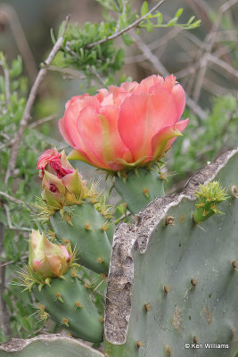 Texas Prickly Pear, Opuntia engelmanni, Laguna Vista, TX, 4-23-21_17371a.jpg