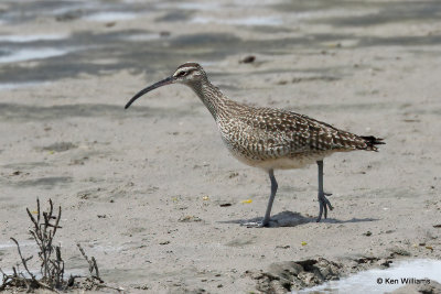 : Whimbrel :