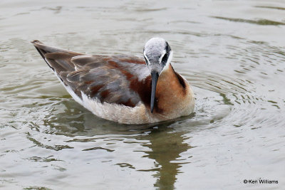 Wilson's Phalarope female, Port Aransas, TX, 4-27-21_19468a.jpg