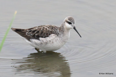 Wilson's Phalarope male, Port Aransas, TX, 4-27-21_20058a.jpg