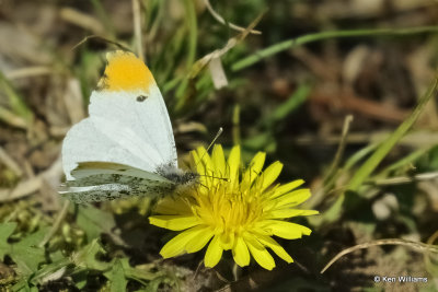 Falcate Orangetip, Cherokee Co, Ok, 04-01-2021_Ra-001198.jpg