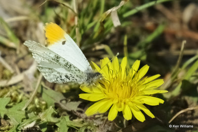 Falcate Orangetip, Cherokee Co, Ok, 04-01-2021_Ra-001200.jpg