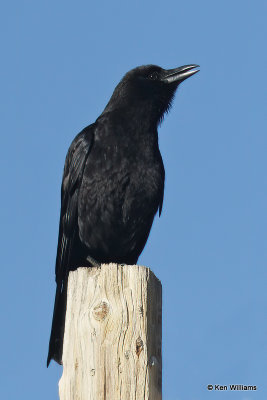 American Crow, South Fork, CO, 7-8-21_22500a.jpg