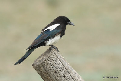 Black-billed Magpie, South Fork, CO, 7-9-21_22893a.jpg