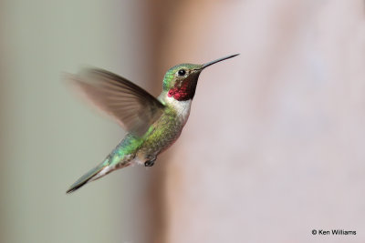 Broad-tailed Hummingbird male, South Fork, CO, 7-7-21_22457a.jpg