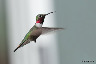 Broad-tailed Hummingbird male, South Fork, CO, 7-7-21_22487a.jpg
