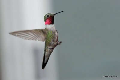 Broad-tailed Hummingbird male, South Fork, CO, 7-7-21_22491a.jpg