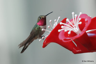 Broad-tailed Hummingbird male, South Fork, CO, 7-8-21_22645a.jpg