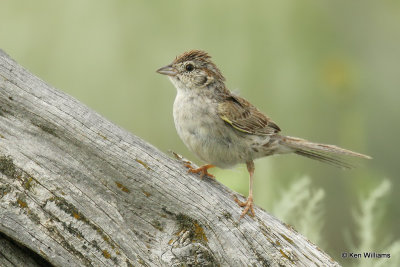 Cassin's Sparrow, SE Colorado, 7-7-21_22452a.jpg