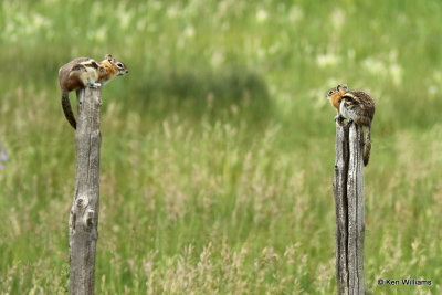 Golden-mantled Ground Squirrel, South Fork, CO, 7-9-21_22987aa.jpg