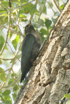Lewis's Woodpecker juvenile, Chama, NM, 7-10-21_23159a.jpg