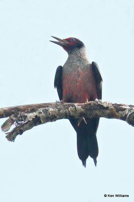 Lewis's Woodpecker, Chama, NM, 7-10-21_23149a.jpg