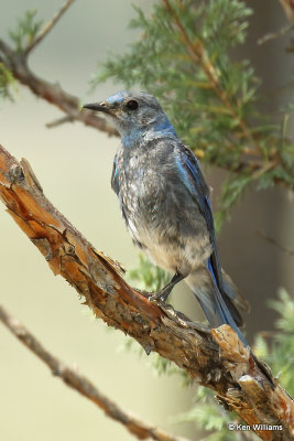 Mountain Bluebird, El Vado Lake SP, NM, 7-11-21_23454a.jpg
