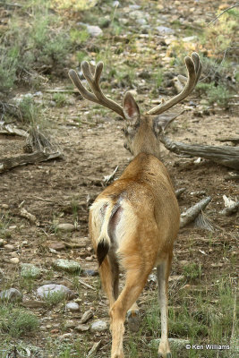 Mule Deer buck, Heron Lake SP, NM, 7-11-21_23180a.jpg