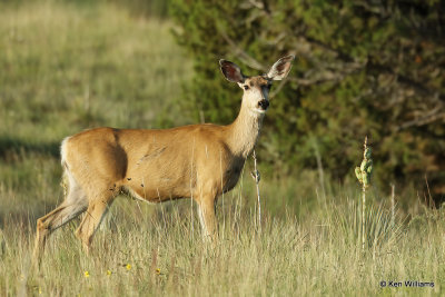 Mule Deer doe, Black Mesa, OK, 7-7-21_22283a.jpg