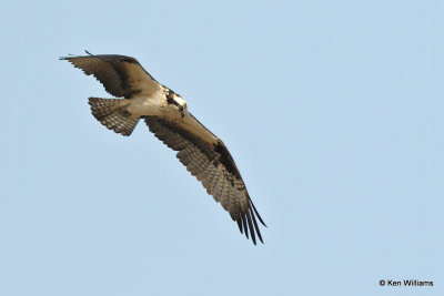 Osprey, Heron Lake SP, NM, 7-11-21_23194a.jpg
