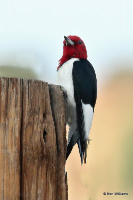 Red-headed Woodpecker, Black Mesa, OK, 7-6-21_22258a.jpg