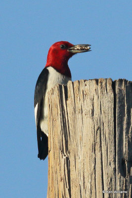 Red-headed Woodpecker, Black Mesa, OK, 7-7-21_22322a.jpg