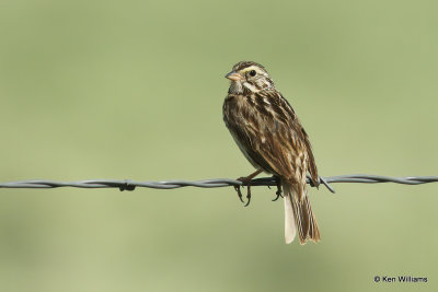 Savannah Sparrow, South Fork, CO, 7-9-21_23014a.jpg