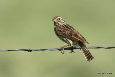 Savannah Sparrow, South Fork, CO, 7-9-21_23023a.jpg