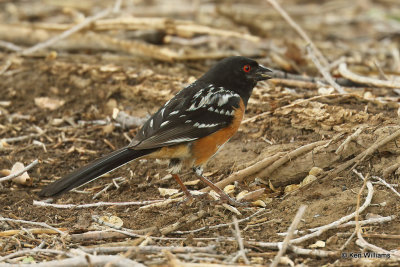 Spotted Towhee, Taos, NM, 7-11-21_23497a.jpg