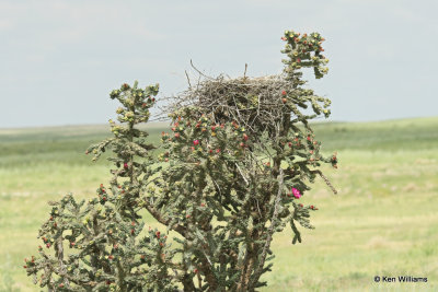 Swainson's Hawk nest, SE Colorado, 7-7-21_22385a.jpg