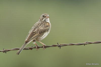Vesper Sparrow, South Fork, CO, 7-9-21_22937a.jpg
