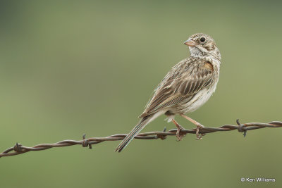 Vesper Sparrow, South Fork, CO, 7-9-21_22938a.jpg