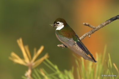 Violet-green Swallow, Heron Lake SP, NM, 7-11-21_23344a.jpg