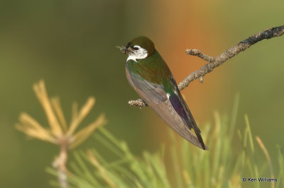 Violet-green Swallow, Heron Lake SP, NM, 7-11-21_23370a.jpg