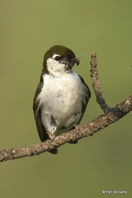 Violet-green Swallow, Heron Lake SP, NM, 7-11-21_23387a.jpg