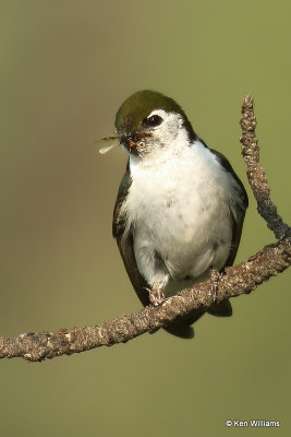 Violet-green Swallow, Heron Lake SP, NM, 7-11-21_23399a.jpg