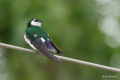 Violet-green Swallow, South Fork, CO, 7-9-21_22917a.jpg