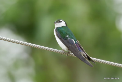 Violet-green Swallow, South Fork, CO, 7-9-21_22929a.jpg