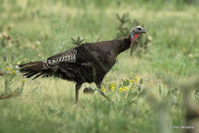 Wild Turkey hen  - Merriam's subspecies, Black Mesa, OK, 7-6-21_22226a.jpg