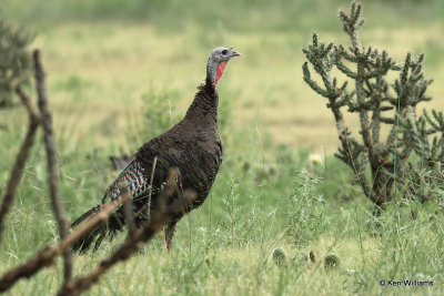 Wild Turkey hen - Merriam's subspecies, Black Mesa, OK, 7-6-21_22232a.jpg